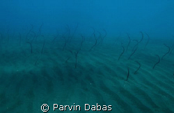a bed of eels by Parvin Dabas 